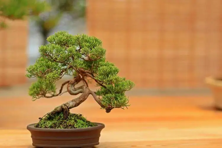 Comment planter un bonsai