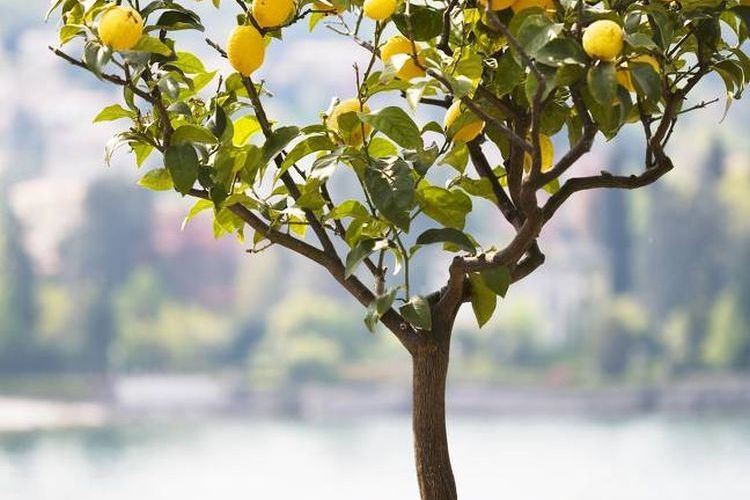 Comment planter un citronnier