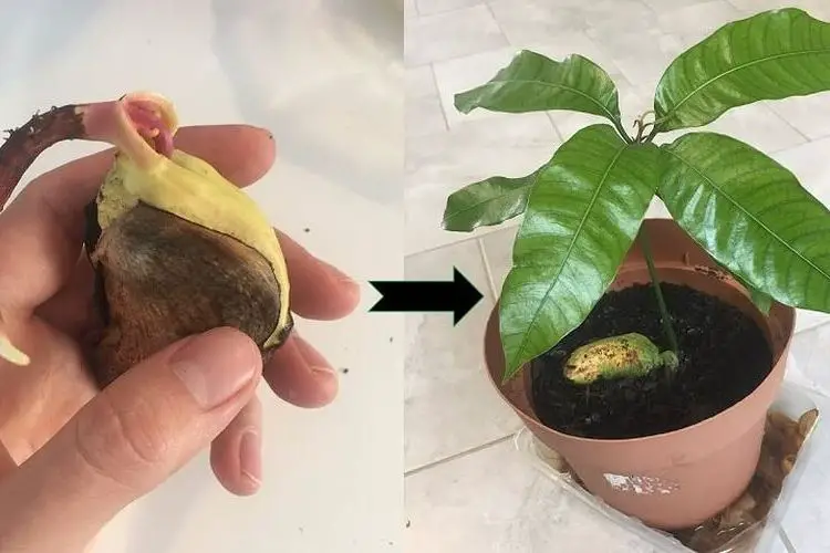 Comment planter un noyau de mangue germe