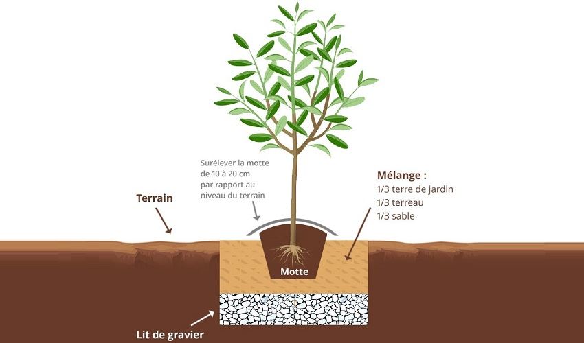 Comment planter un olivier en pleine terre