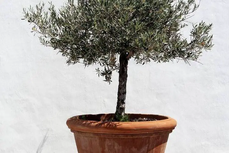 Comment planter un petit olivier en pot