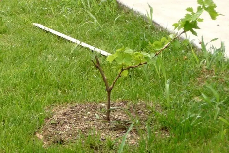 Comment planter un pied de vigne dans le jardin