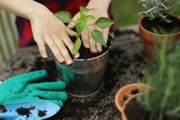 Comment planter une plante dans un pot
