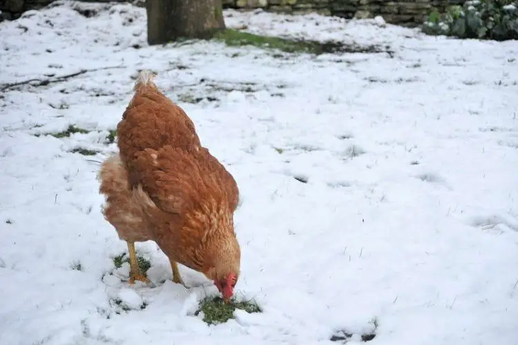 Comment proteger les poules lhiver