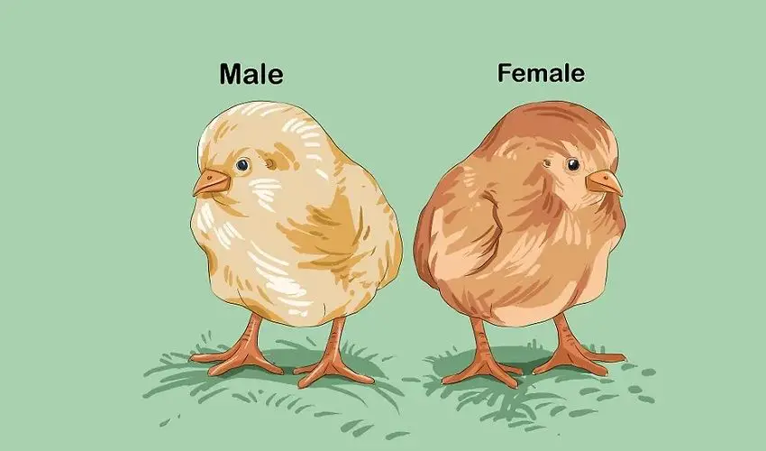 Comment reconnaitre une poule dun coq poussin