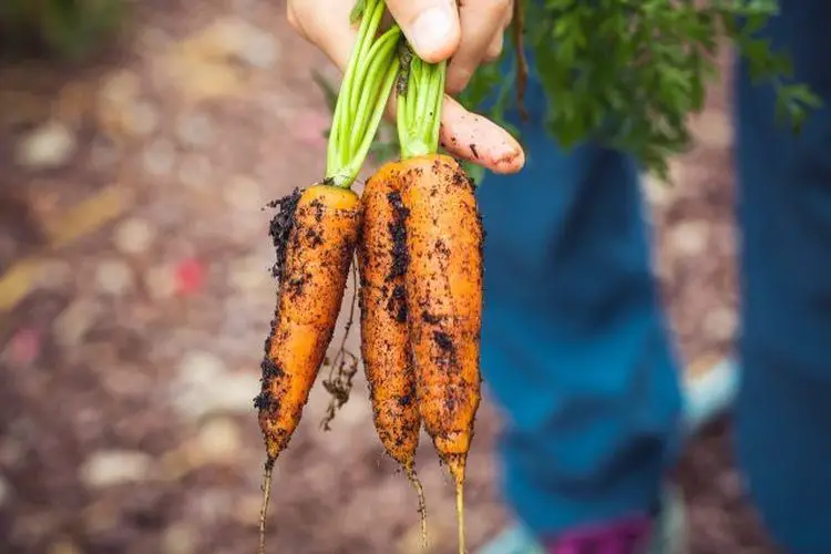 Comment repiquer des carottes