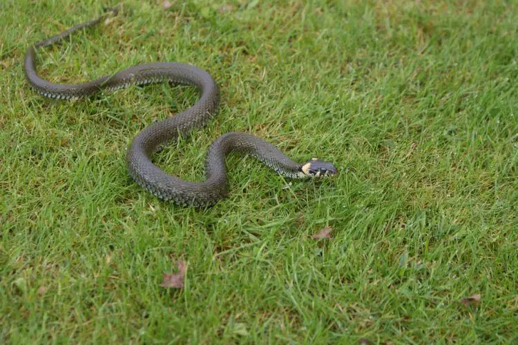 Comment repousser les serpents dans un terrain