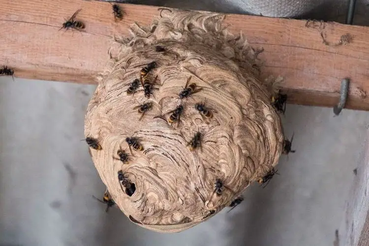 Comment se debarrasser des abeilles sous un toit