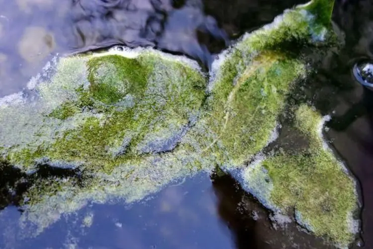 Comment se debarrasser des algues filamenteuses dans un bassin