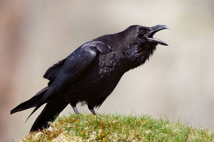 Comment se debarrasser des corbeaux