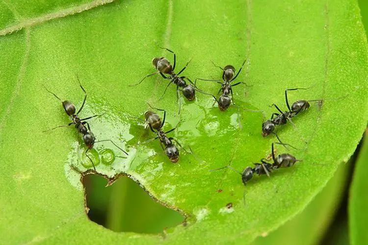Comment se debarrasser des fourmis dans le potager