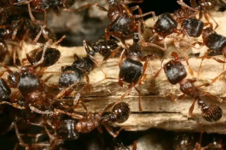 Comment se debarrasser des fourmis sur ma terrasse