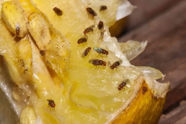 Comment se debarrasser des mouches a fruit