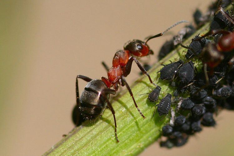 Comment se debarrasser des pucerons et fourmis