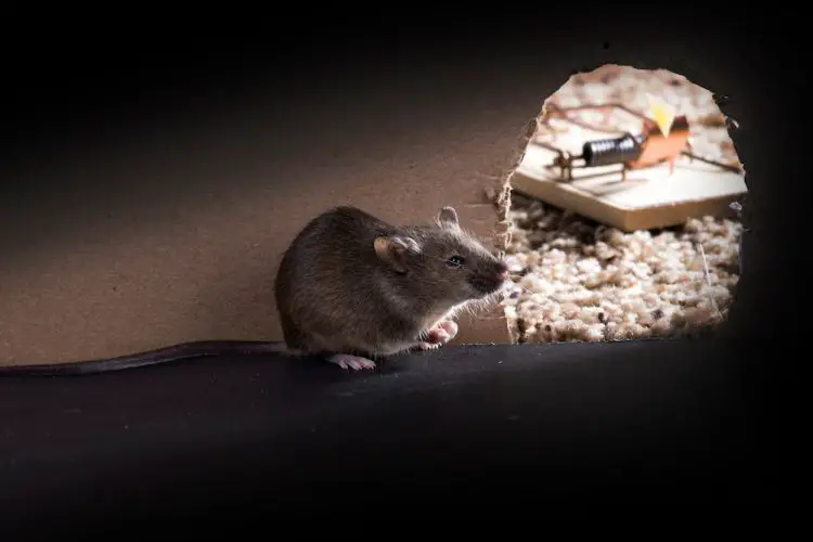 Comment se debarrasser des souris dans les cloisons