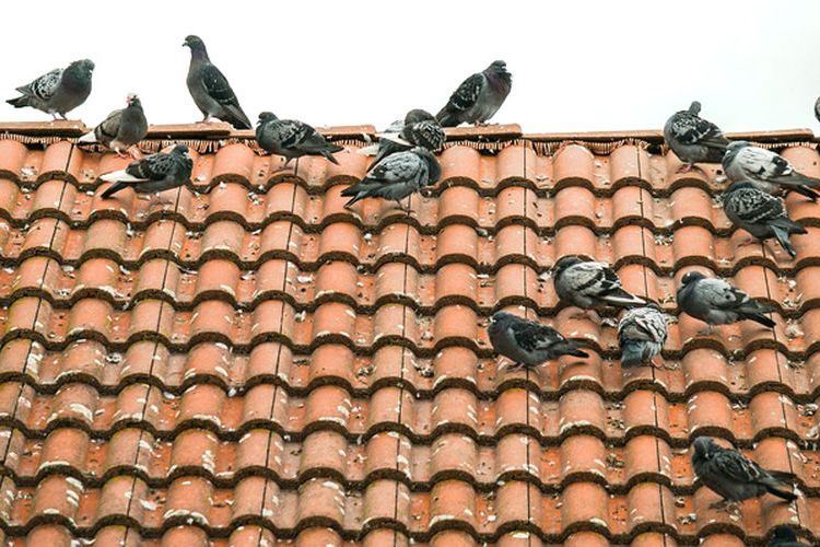 Comment se debarrasser dun nid de pigeon