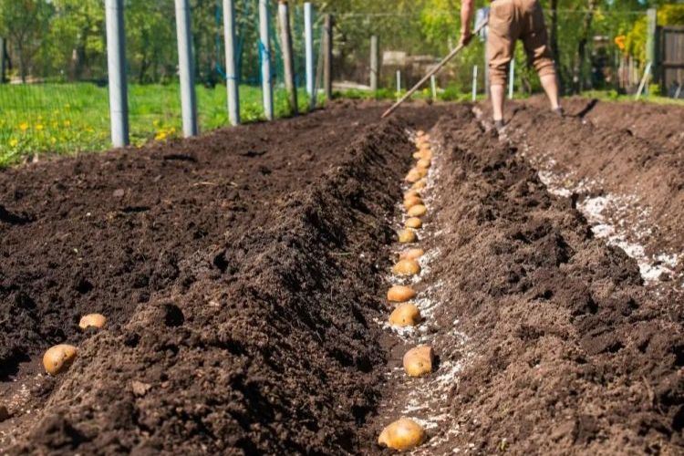 Comment semer des pommes de terre