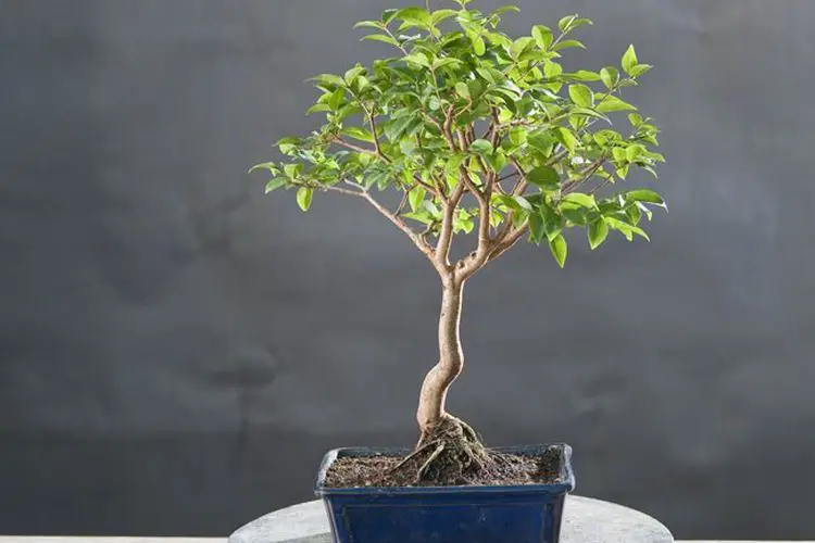 Comment soccuper dun bonsai