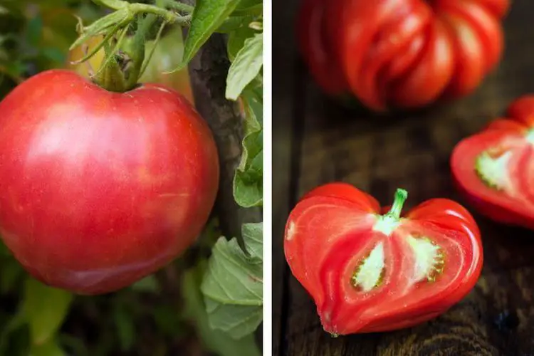 Comment tailler les tomates coeur de boeuf