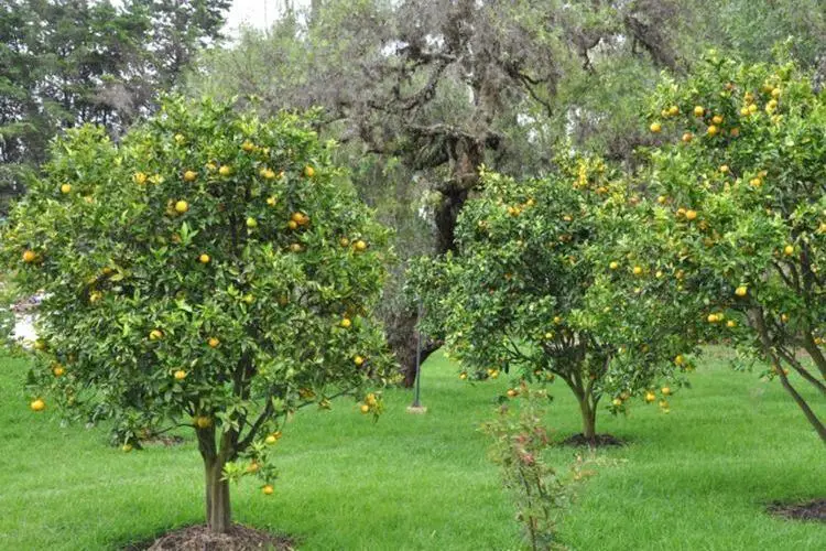 Comment tailler un citronnier quatre saisons