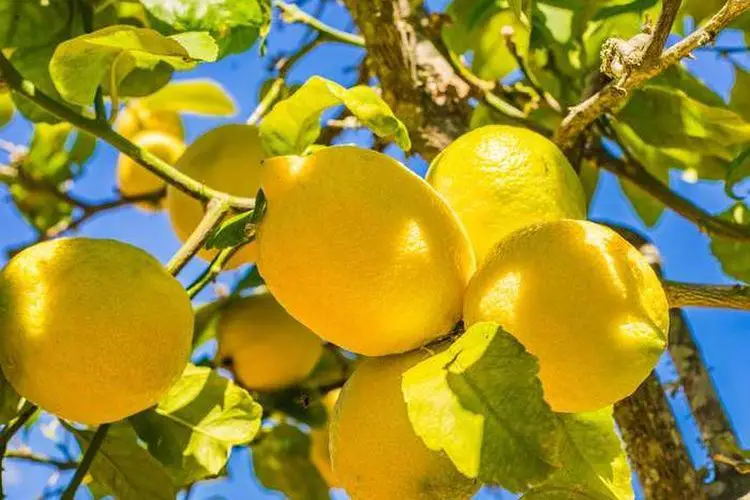 Comment tailler un citronnier qui a perdu ses feuilles