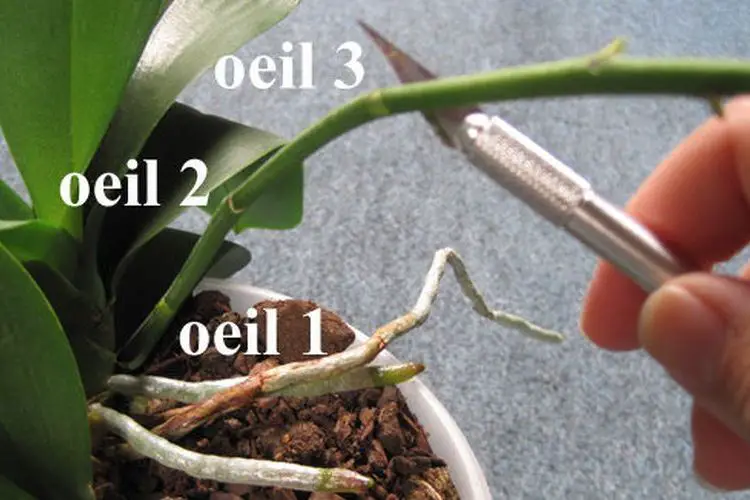 Comment tailler un orchidee