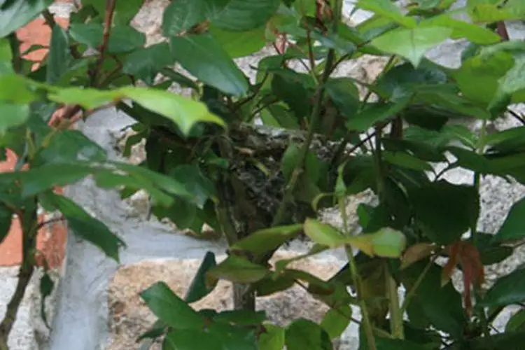 Comment trouver un nid de chardonneret