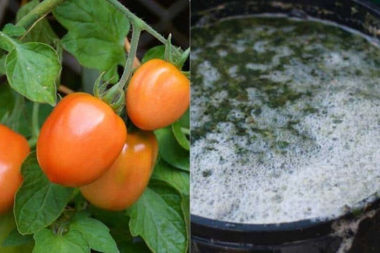 Comment utiliser le purin dortie sur les tomates
