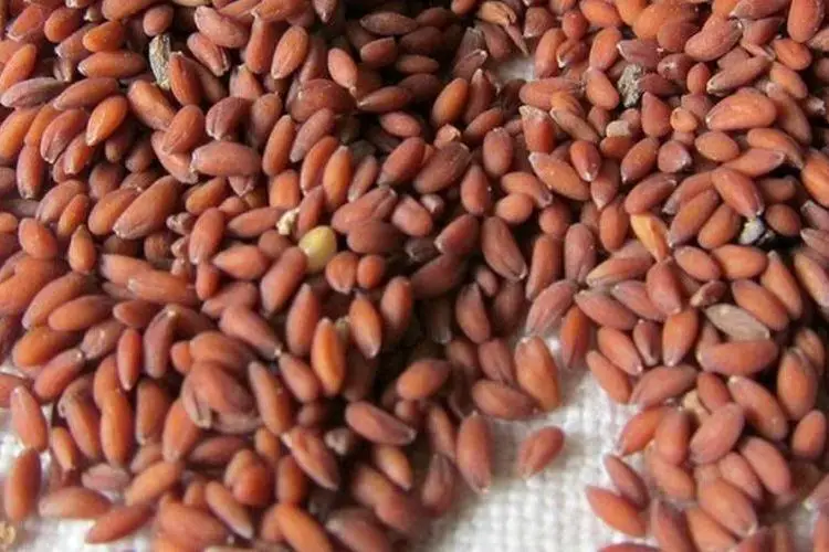 Comment utiliser les graines de cresson