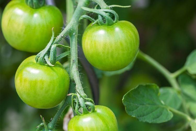 Comment utiliser les tomates vertes