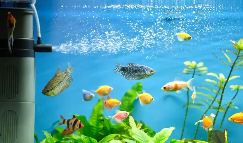 Comment apporter de loxygene dans un aquarium