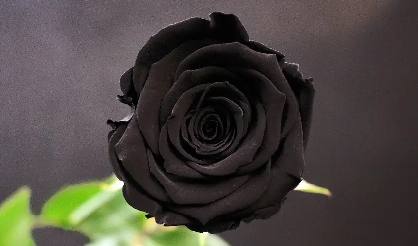 Comment colorer une rose en noir