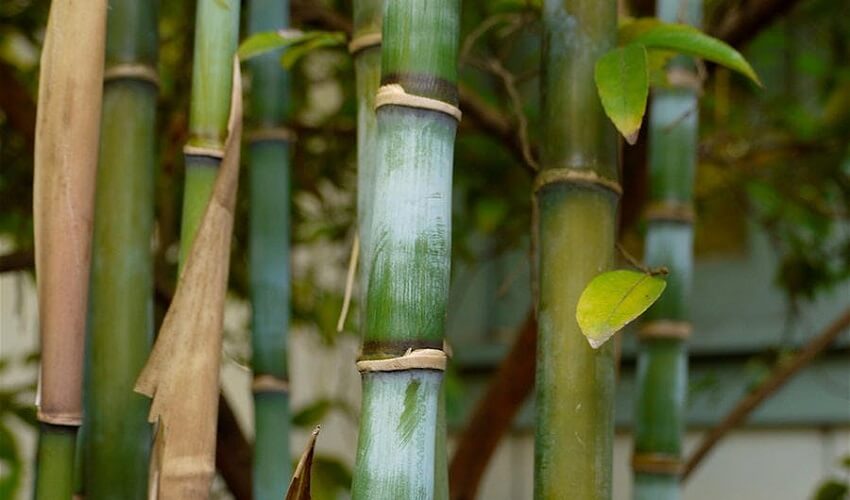 Comment conserver des bambous coupes