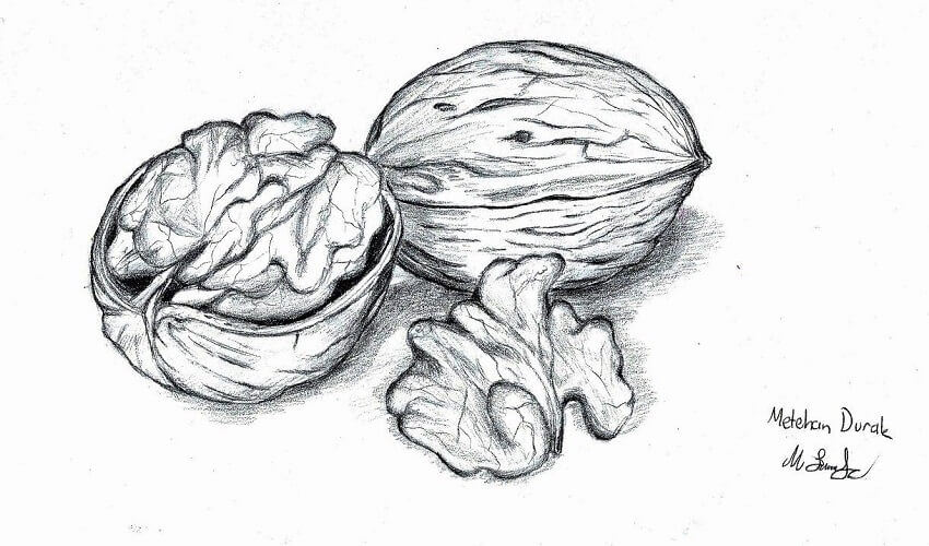 Comment dessiner une noix