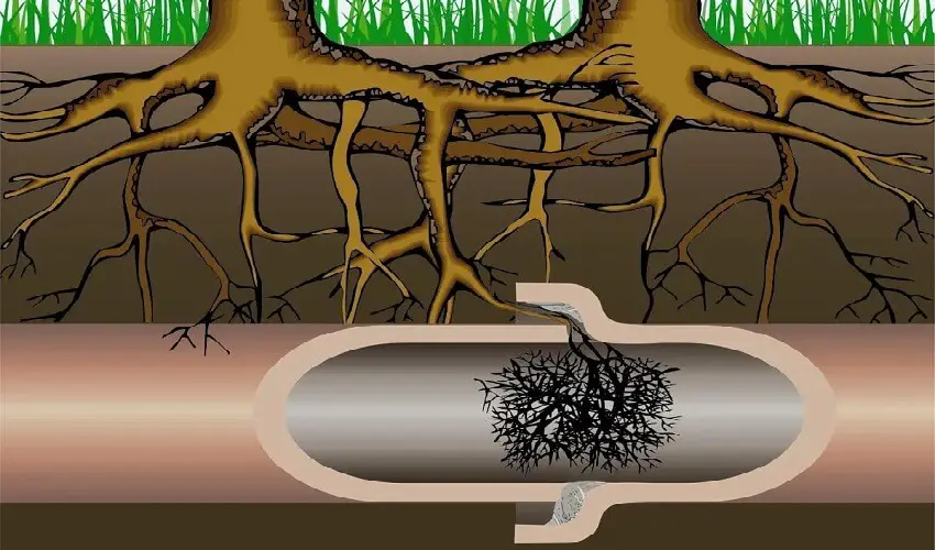 Comment detruire des racines dans une canalisation