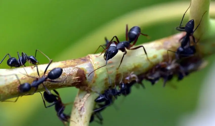 Comment enlever des fourmis sur un cerisier