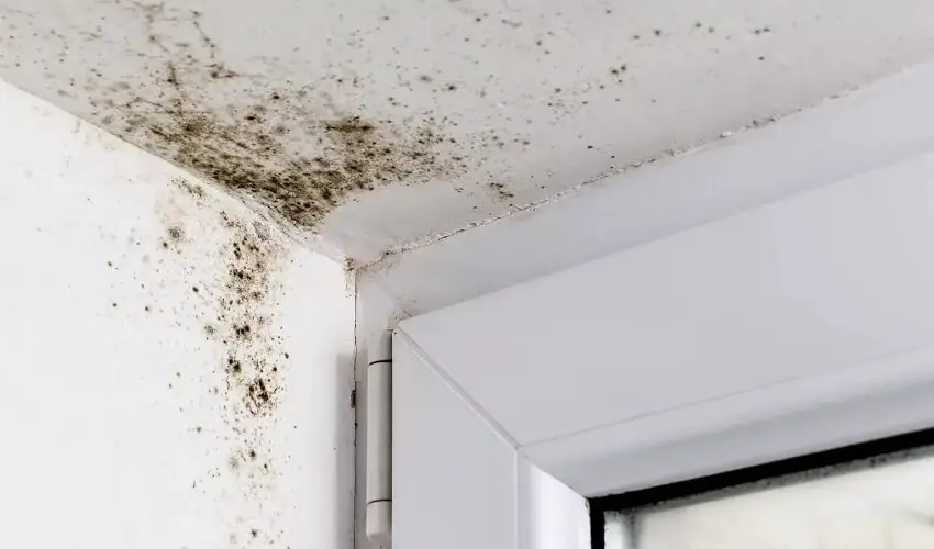 Comment enlever des taches de moisissure sur le plafond