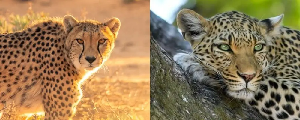 Difference entre guepard et leopard